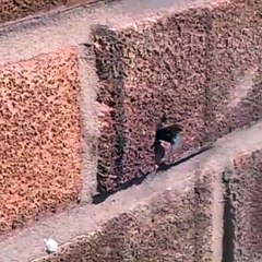 Şaşırıp hayran kalmamak elde değil..