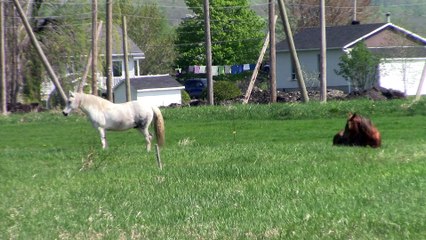 suite fin des chevaux