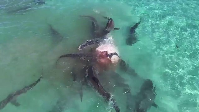 Des requins-tigres attaquent une baleine (Australie)