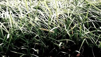 Panning over Grass - Tag Testing