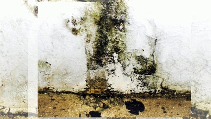 Mold Remediation NJ