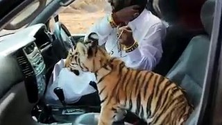 Wild Lion in car