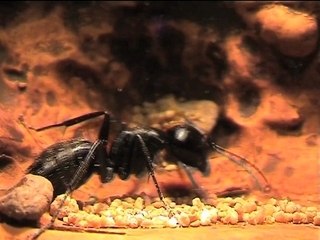 Animation, stop motion " Test "