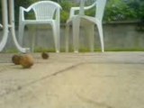 titi l'écureuil mange des noix