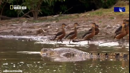 Classical Music for Studying and Concentration (11)