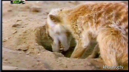 Top 10 Worst As Seen on TV Items Ever (3)