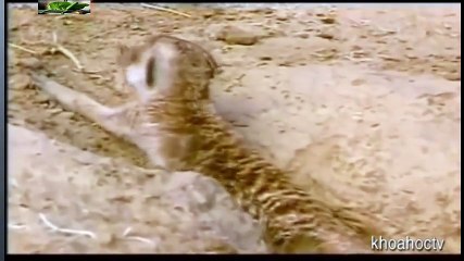 Top 10 Worst As Seen on TV Items Ever (4)