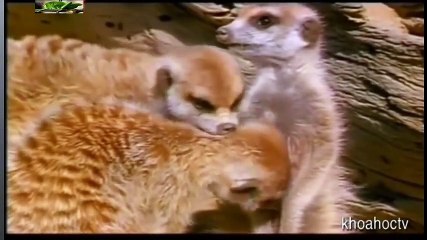 Top 10 Worst As Seen on TV Items Ever (8)