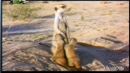 Top 10 Worst As Seen on TV Items Ever (15)