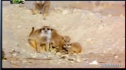 Top 10 Worst As Seen on TV Items Ever (16)