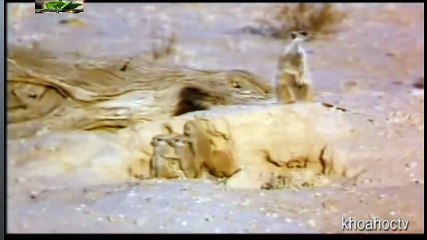 Top 10 Worst As Seen on TV Items Ever (17)