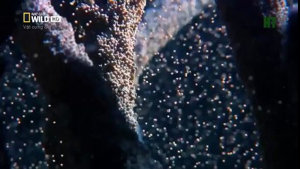 Top 10 Worst As Seen on TV Items Ever (37)