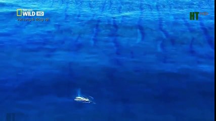 Top 10 Worst As Seen on TV Items Ever (39)