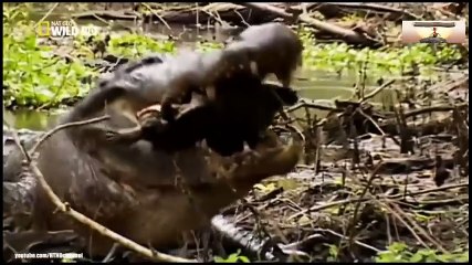 Logitech Webcam Comparison (25)