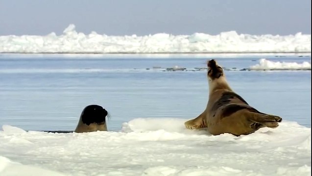 Learning Colors with Street Vehicles - Learn Colours Cars & Trucks, Hot Wheels, (10)