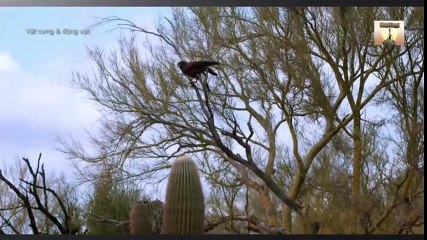 New Best Club Dance Music Mashups Remixes Mix 2016 News (34)