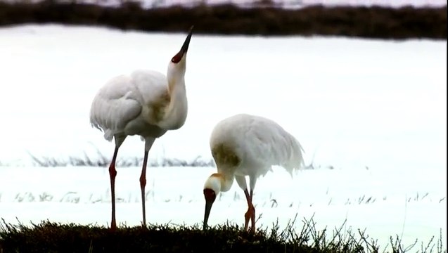 Learning Colors with Street Vehicles - Learn Colours Cars & Trucks, Hot Wheels, (13)