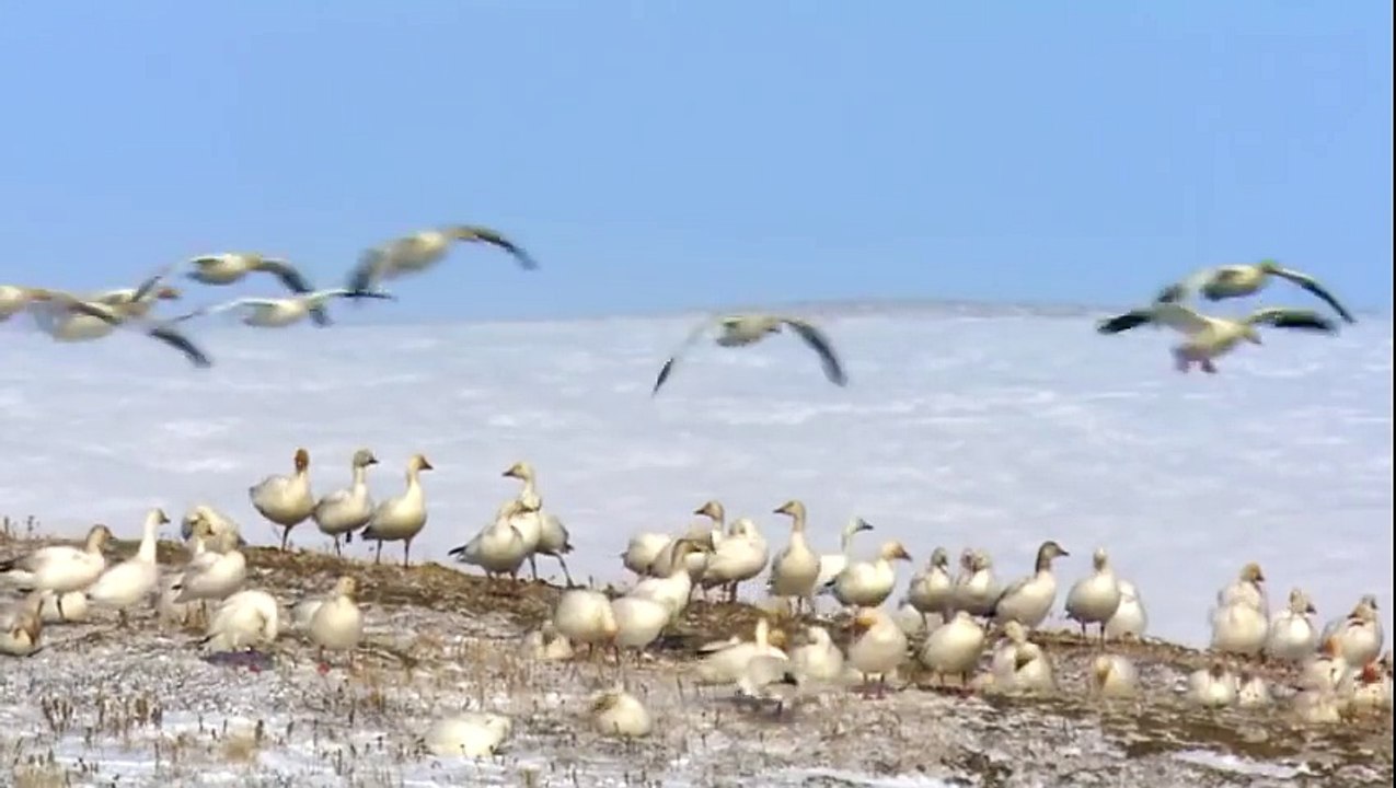 Learning Colors with Street Vehicles - Learn Colours Cars & Trucks, Hot Wheels, (14)