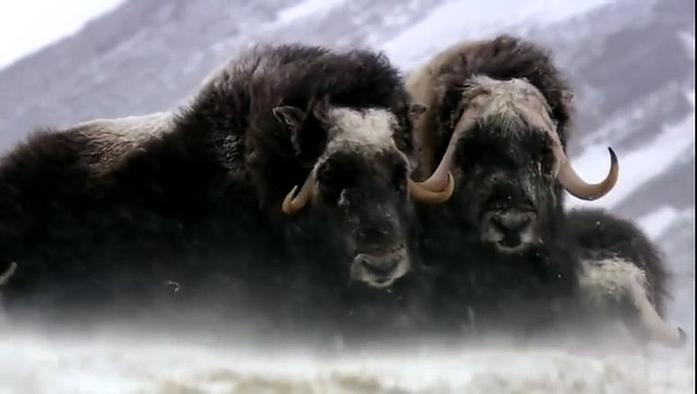 Learning Colors with Street Vehicles - Learn Colours Cars & Trucks, Hot Wheels, (18)