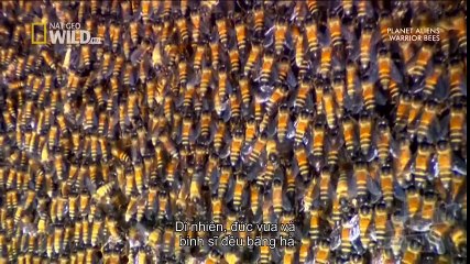 New Best Club Dance Music Mashups Remixes Mix 2016 News (47)