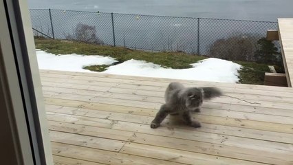 它配备了我的尾巴的东西！