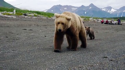 Boz Ayıyla Burun Buruna Çekim Yapmak