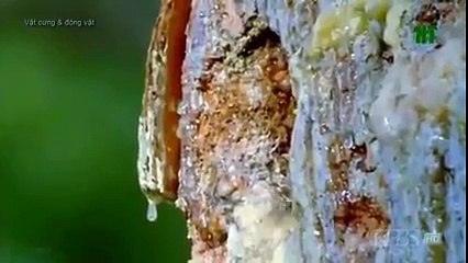 TSN - Top 10 'Video Game Moves' In Sports (25)