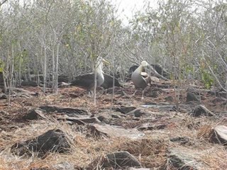 Danse de l'Albatros