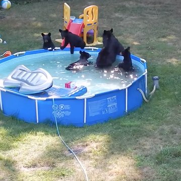 Maman, il y a des ours dans la piscine !