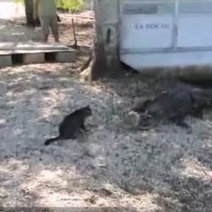 Un fiero gatito defendiendo a un chico de DOS cocodrilos