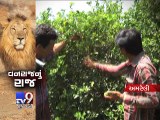 Amreli: Farmers in distress as lions reside in farms - Tv9 Gujarati