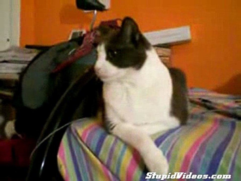 Rat attacks the Cat!