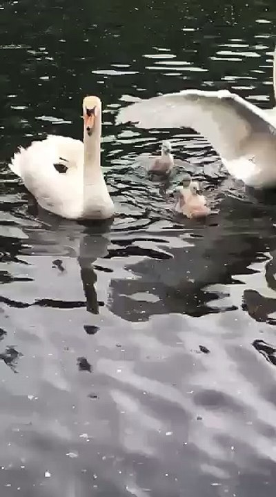 Les cygnes sauvés par les cuisiniers du River à Angoulème