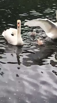 Les cygnes sauvés par les cuisiniers du River à Angoulème