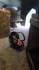 La jolie réaction d'un cheval avec un bébé