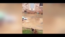 Il installe une chatière sur sa porte d’entrée ! La réaction de son chat est fantastique !