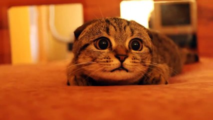Ufo gören masum kedi :)
