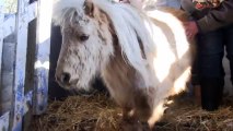 Ils étaient abandonnés par leur propriétaire... Mais leur sauvetage est trop touchant !