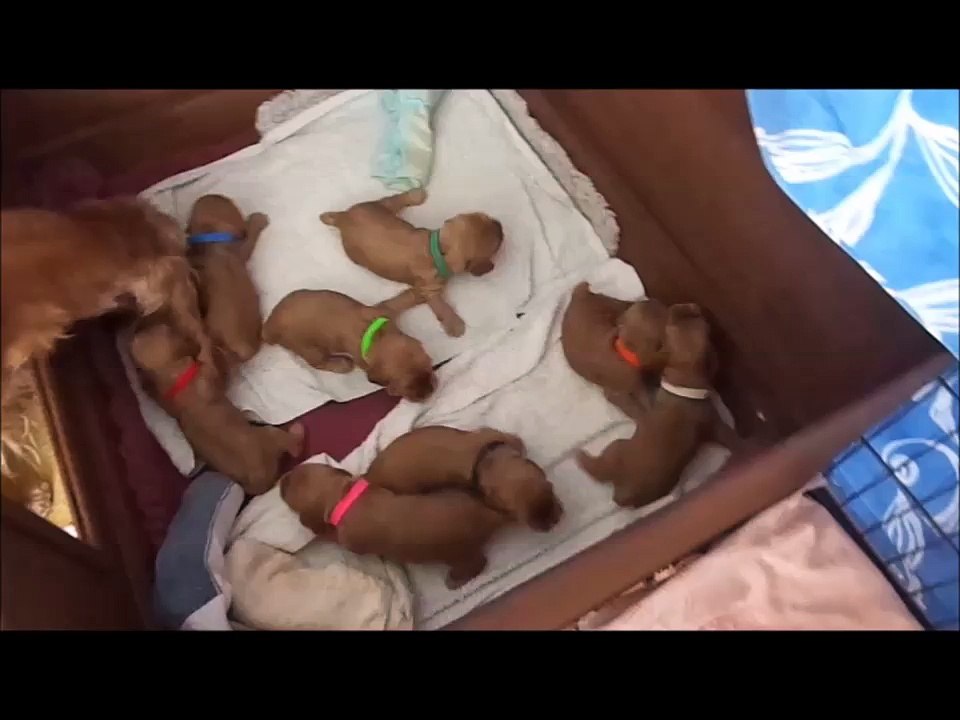 15 jours pour les bébés