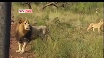 A Shocking Video - Friendship Between A Man And A Horde of Wild Lions!!!