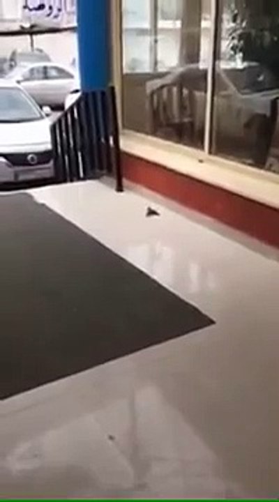 Un Uccellino Non Si Dà Per Vinto: Guardate Come Riporta Letteralmente In VITA Il Suo Amico