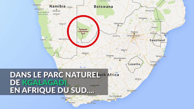 Deux lionnes lèchent une tente de camping (alors que les campeurs sont encore dedans)