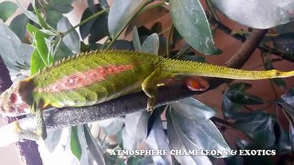 Ecco Come Viene Al Mondo Un Cucciolo Di Camaleonte: Uno Spettacolo Affascinante