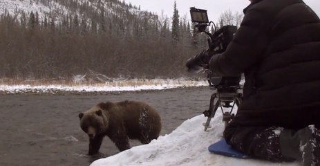 Boz Ayıyla Burun Buruna Çekim Yapmak