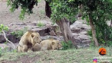 Des buffles pris en chasse par deux lions percutent une voiture de touristes !