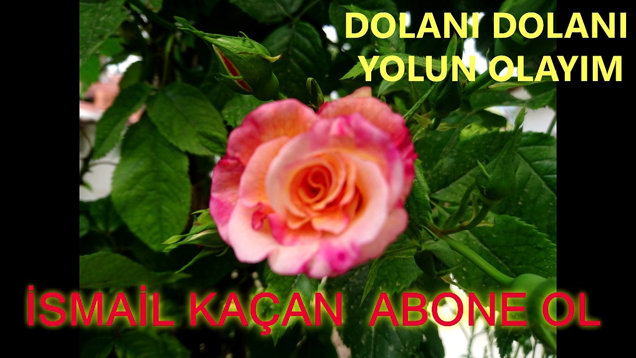 DOLANI DOLANI YOLUN OLAYIM