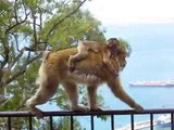 Monkey Steals Ice Cream From Old Woman -By Funny & Amazing Videos Follow US!!!!!!!!