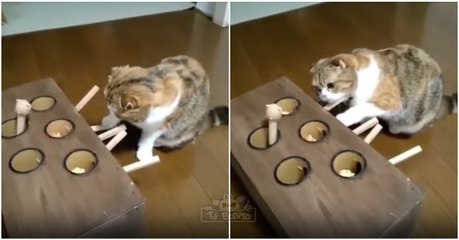 Como manter um gato entretido por umas boas horas...