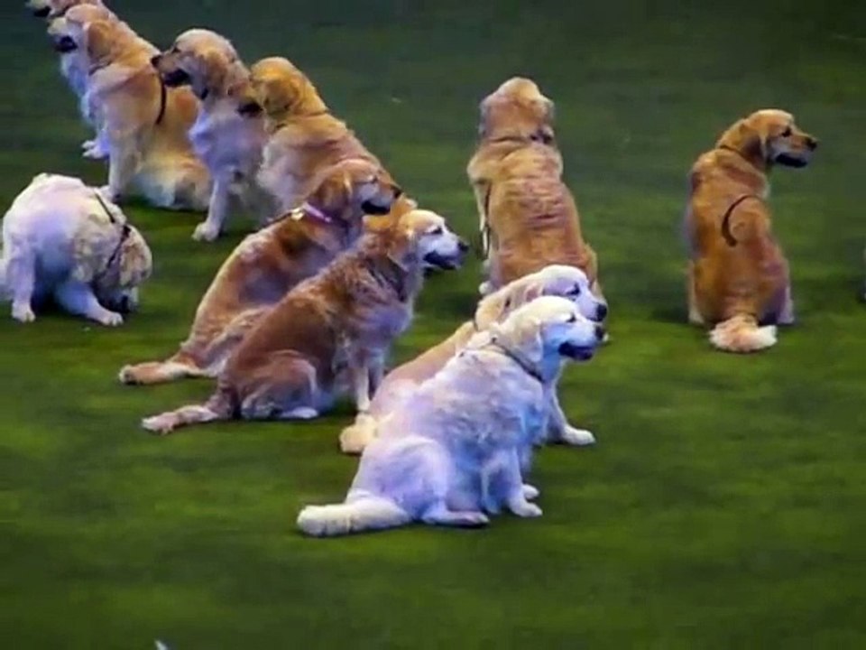 Cette représentation met en scène des golden retrievers et leurs maîtres !