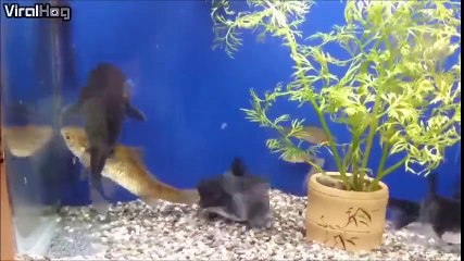 Akvaryumda Kendi Boyundaki Balığı Yutan Koca Mideli Balık